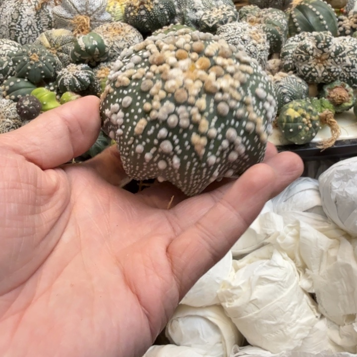 兜星球仙人球844号