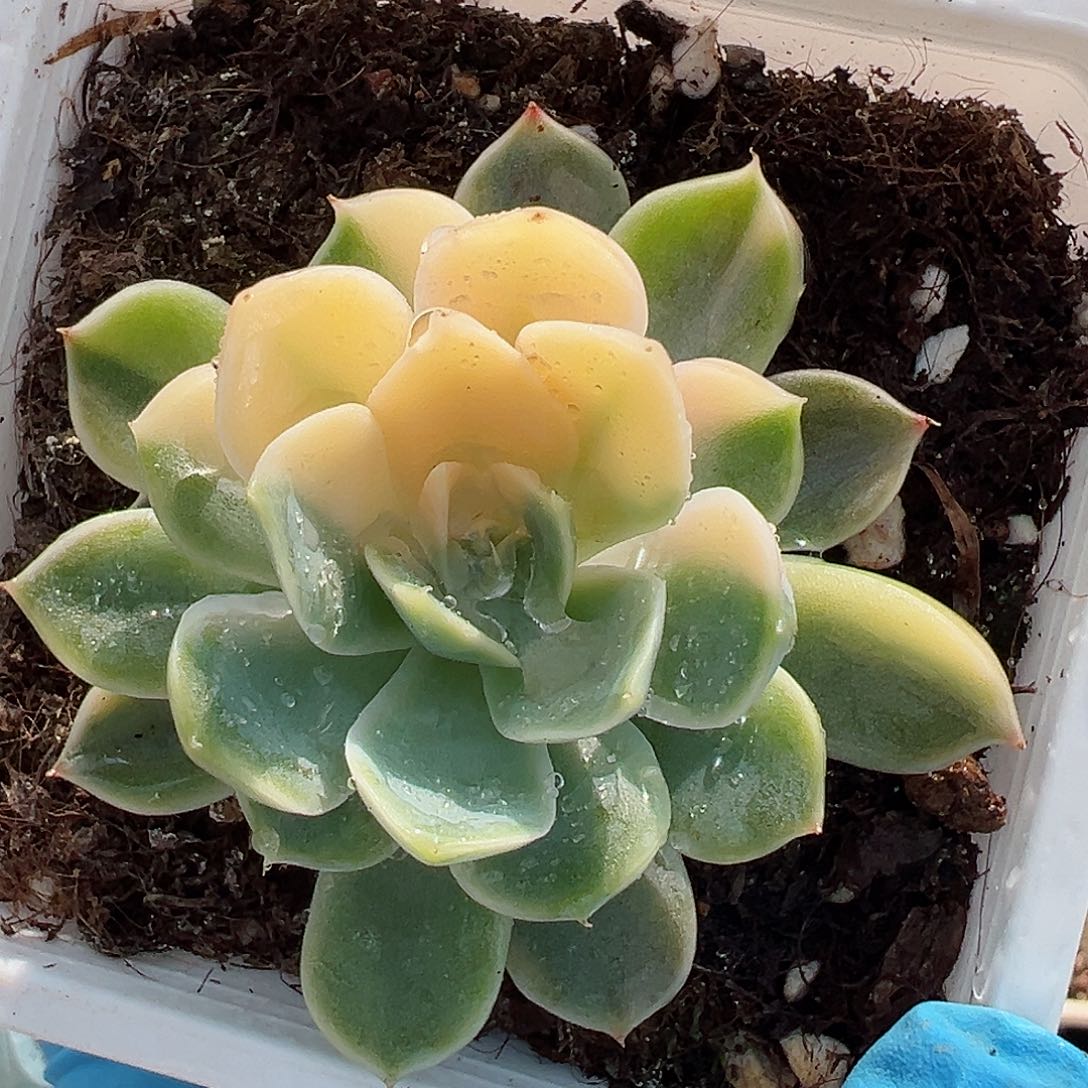 雪兔锦，有三片覆轮叶子