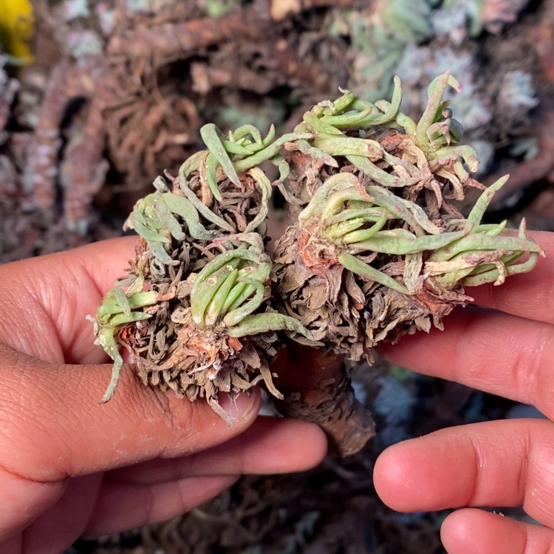 1281哈哈哈哈哈哈哈