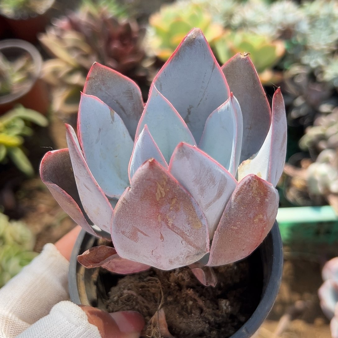 多肉植物多肉植物