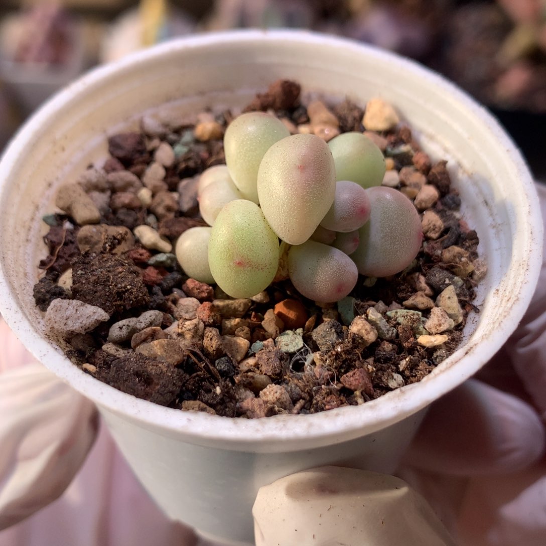 萤火虫奶酪多肉萤火虫。