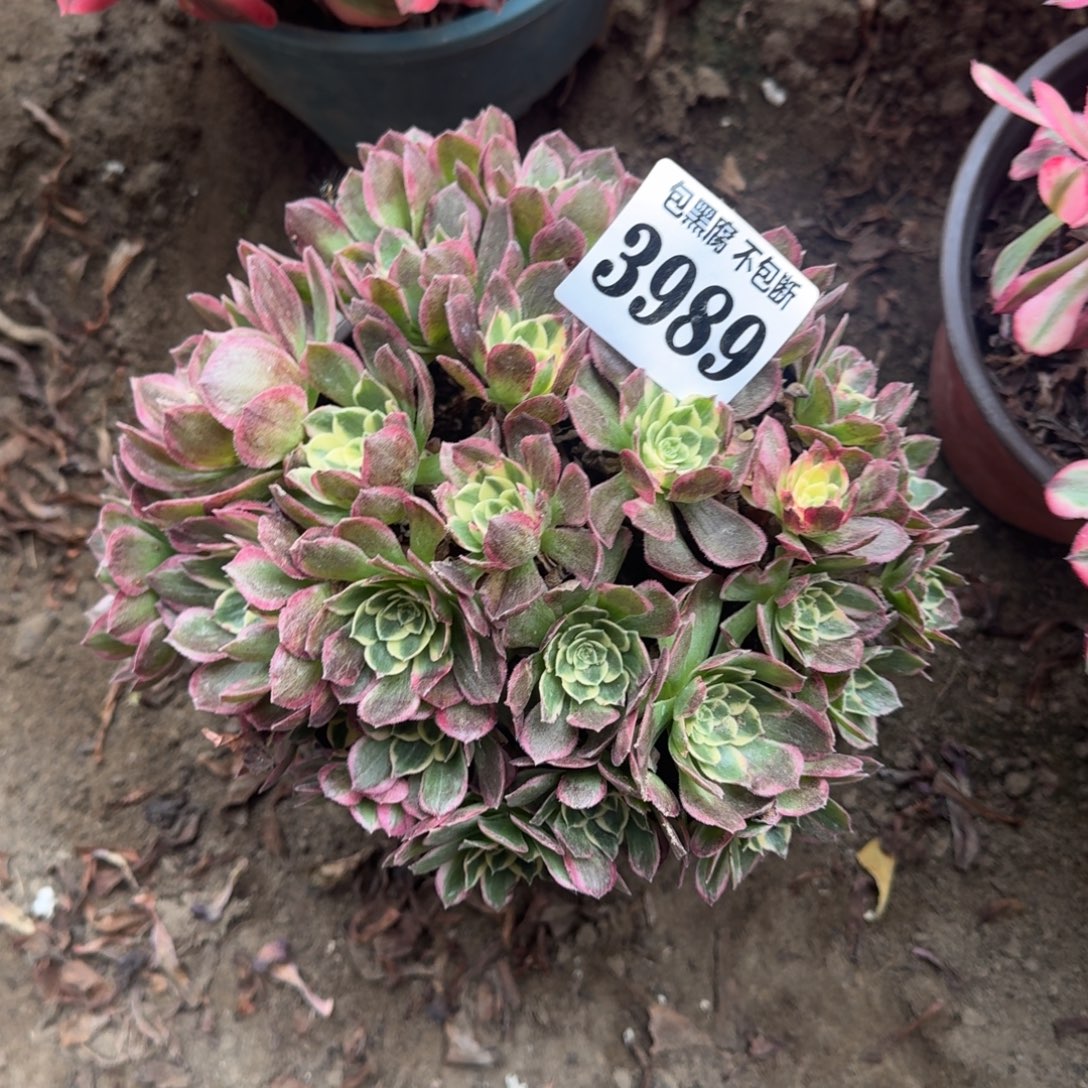 法师海仙3989 17-18