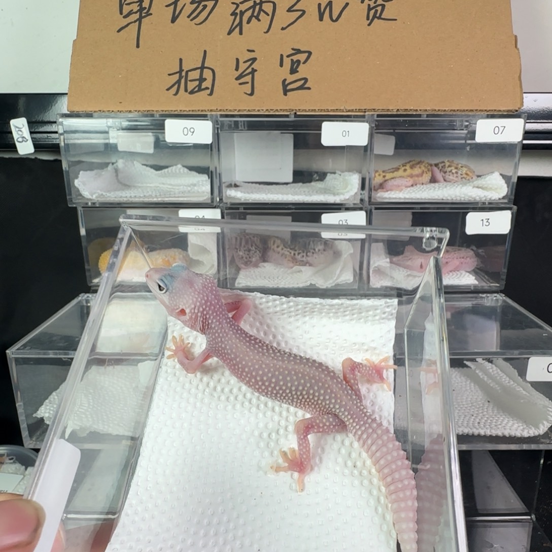 珠宝守宫午夜暴风雪妹妹