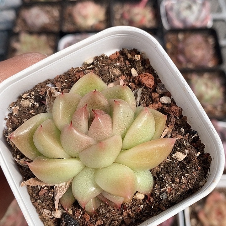 多肉植物一物一拍00048