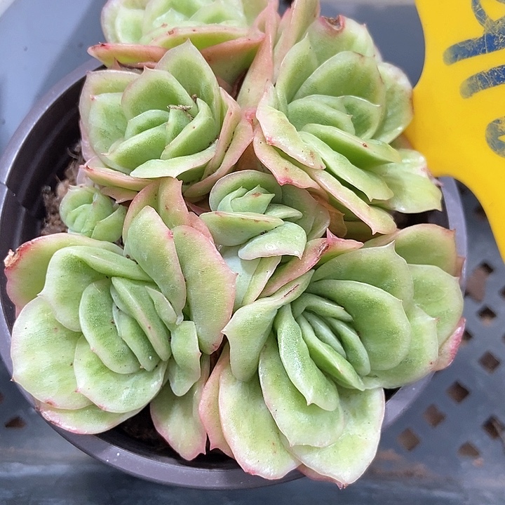 多肉植物冰玫瑰锦916多肉