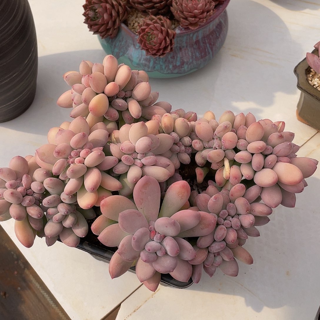 象拔蚌美人多肉多肉多肉