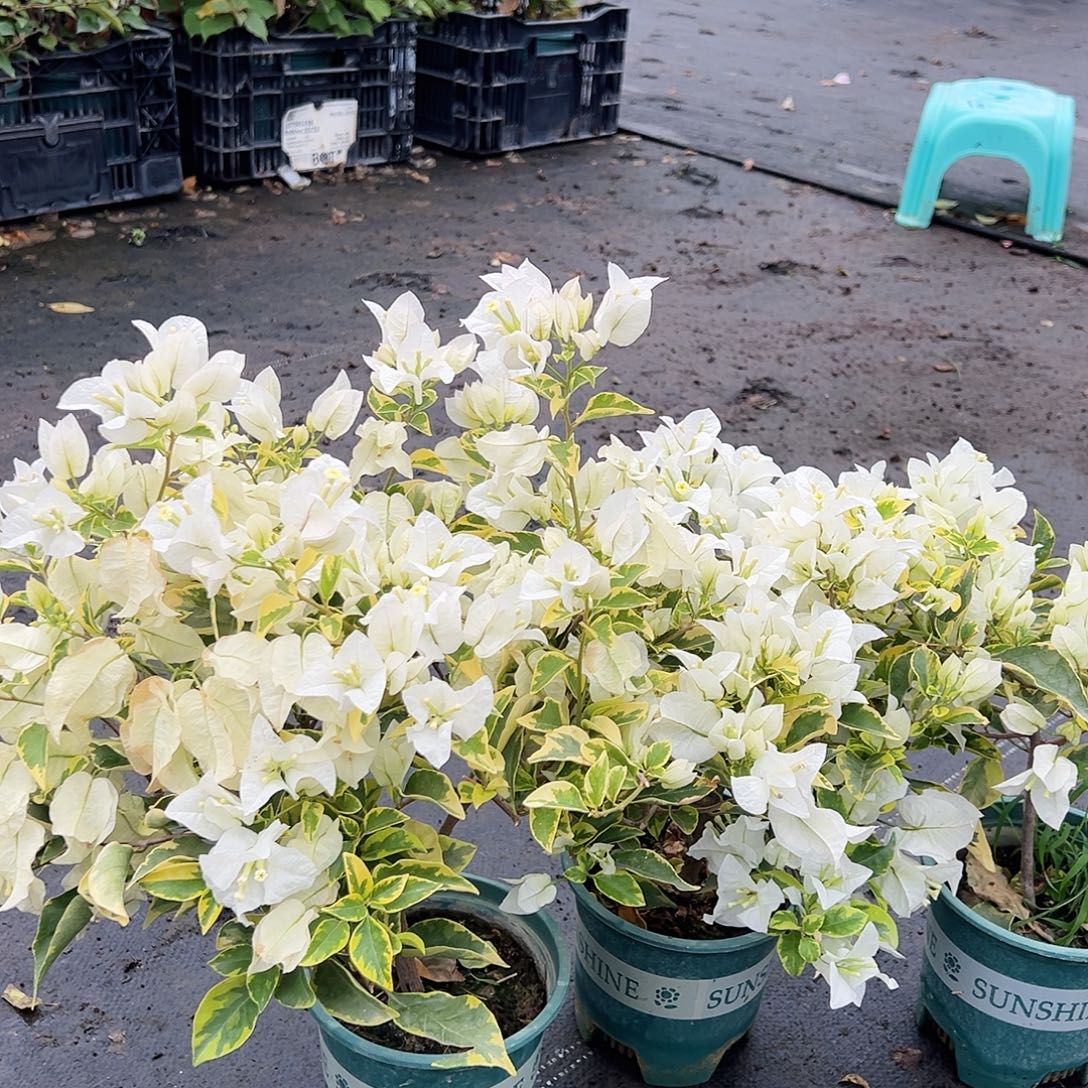 大部分花苞少量开放金边白掌中宝一棵