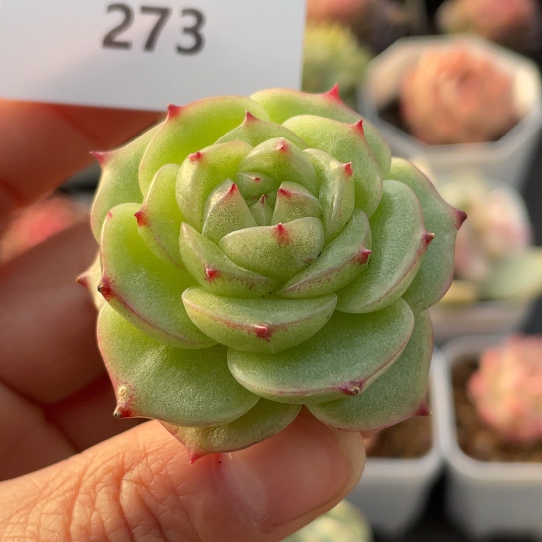 273号糖心冰心珍妮 翡翠