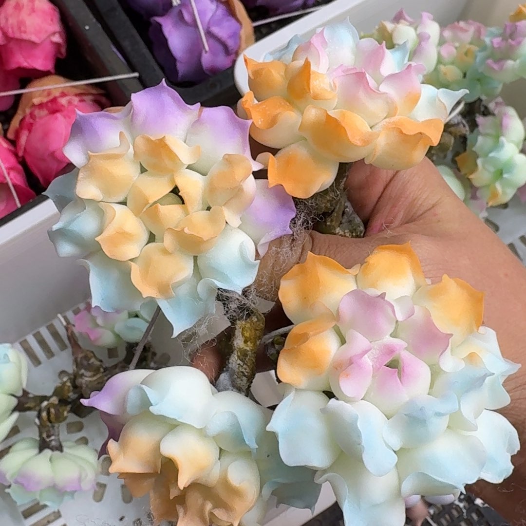 树脂制品80号莫莫莫