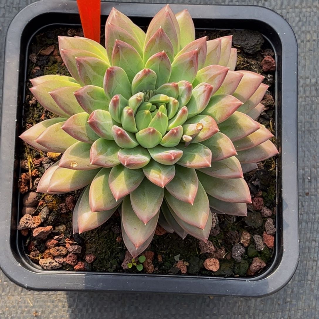 2438号上午多肉植物群生多肉