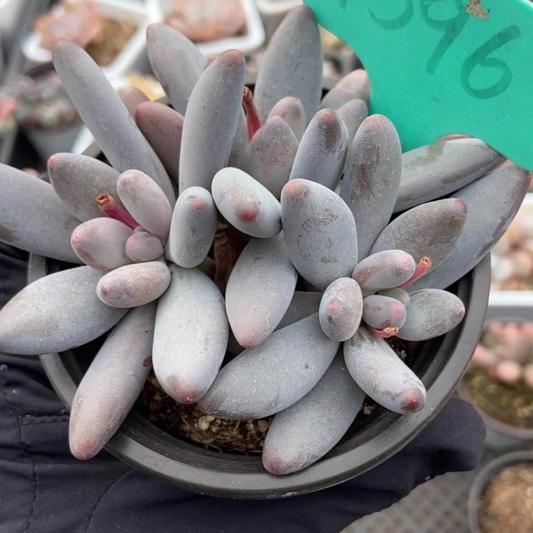 1596白兰地多肉植物保护