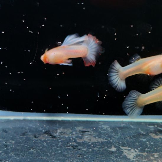 用***0孔雀鱼红尘种鱼一对压成两对