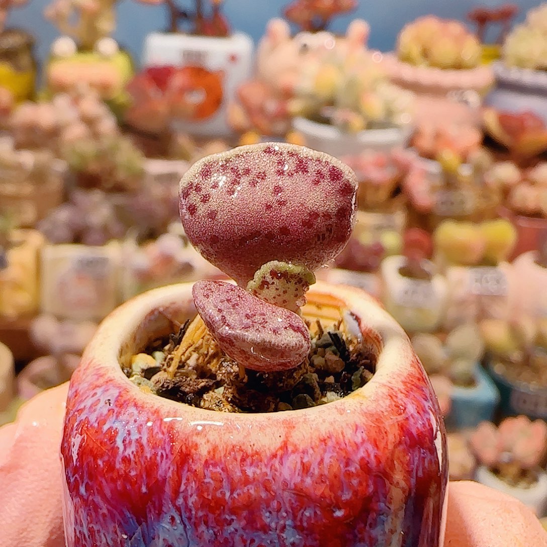 T粉海豹盆口。 2cm