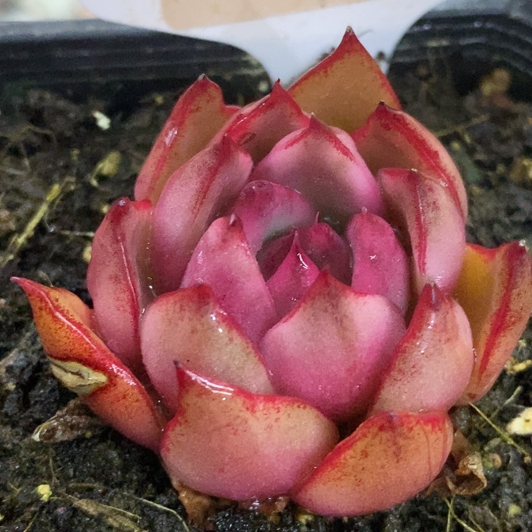 227野马哈哈哈哈哈哈