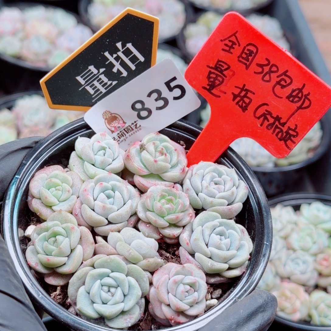 多肉植物多肉植物