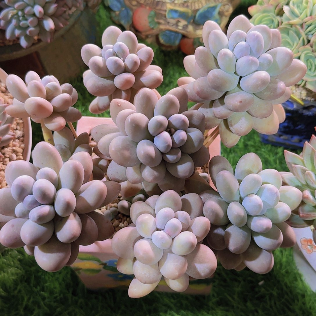 大叶汤圆一物一拍多肉