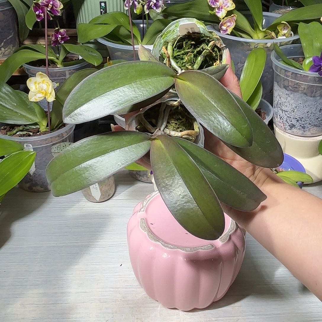 田***单当前无花栽培后可以开花