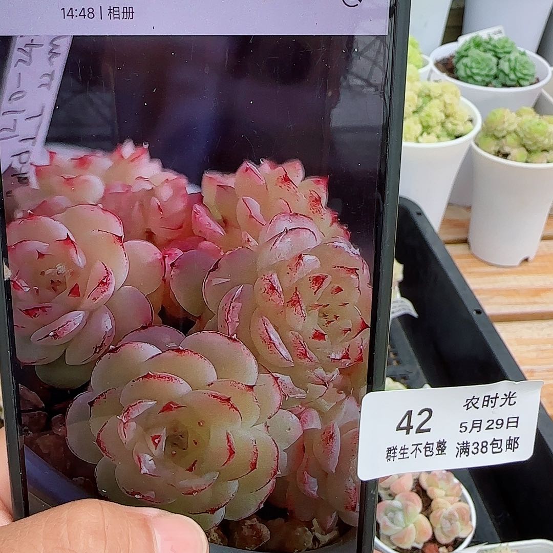 浅*【闪购商品】0529-42（ttp-97）