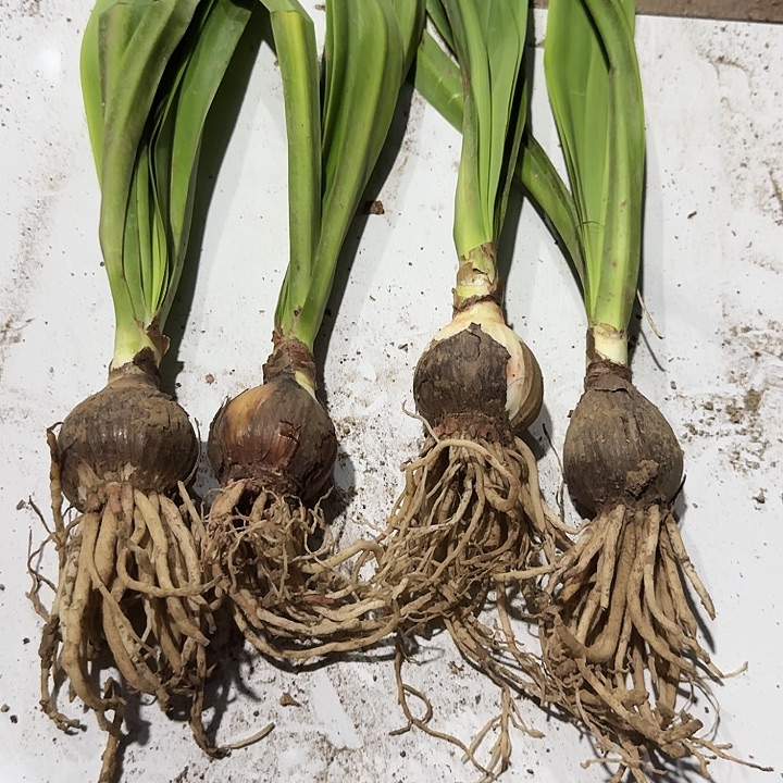 盐酥鸡朱顶红一棵4.5