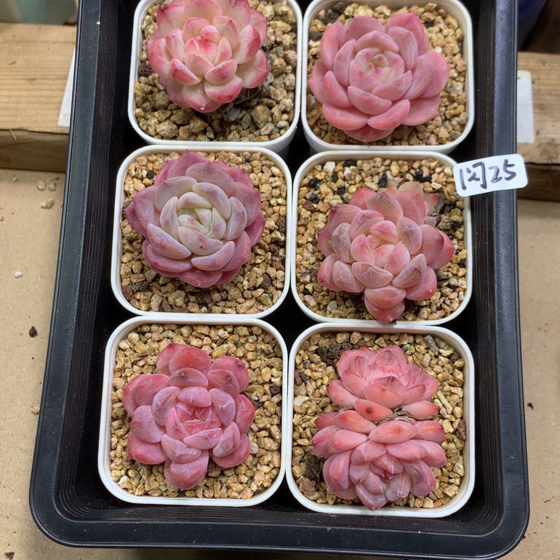 懒羊羊一物一拍专拍