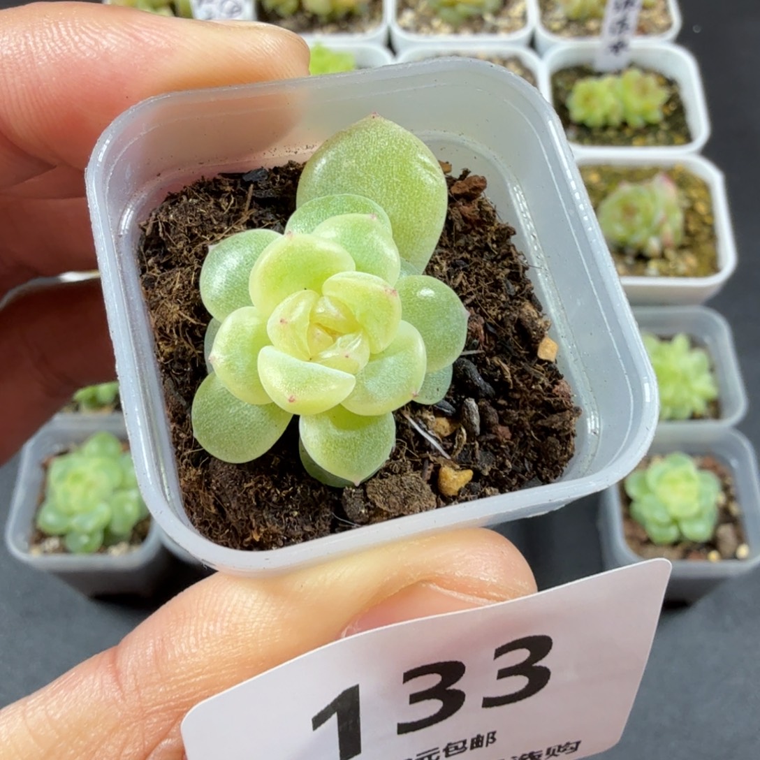 奶油财富一物一拍133