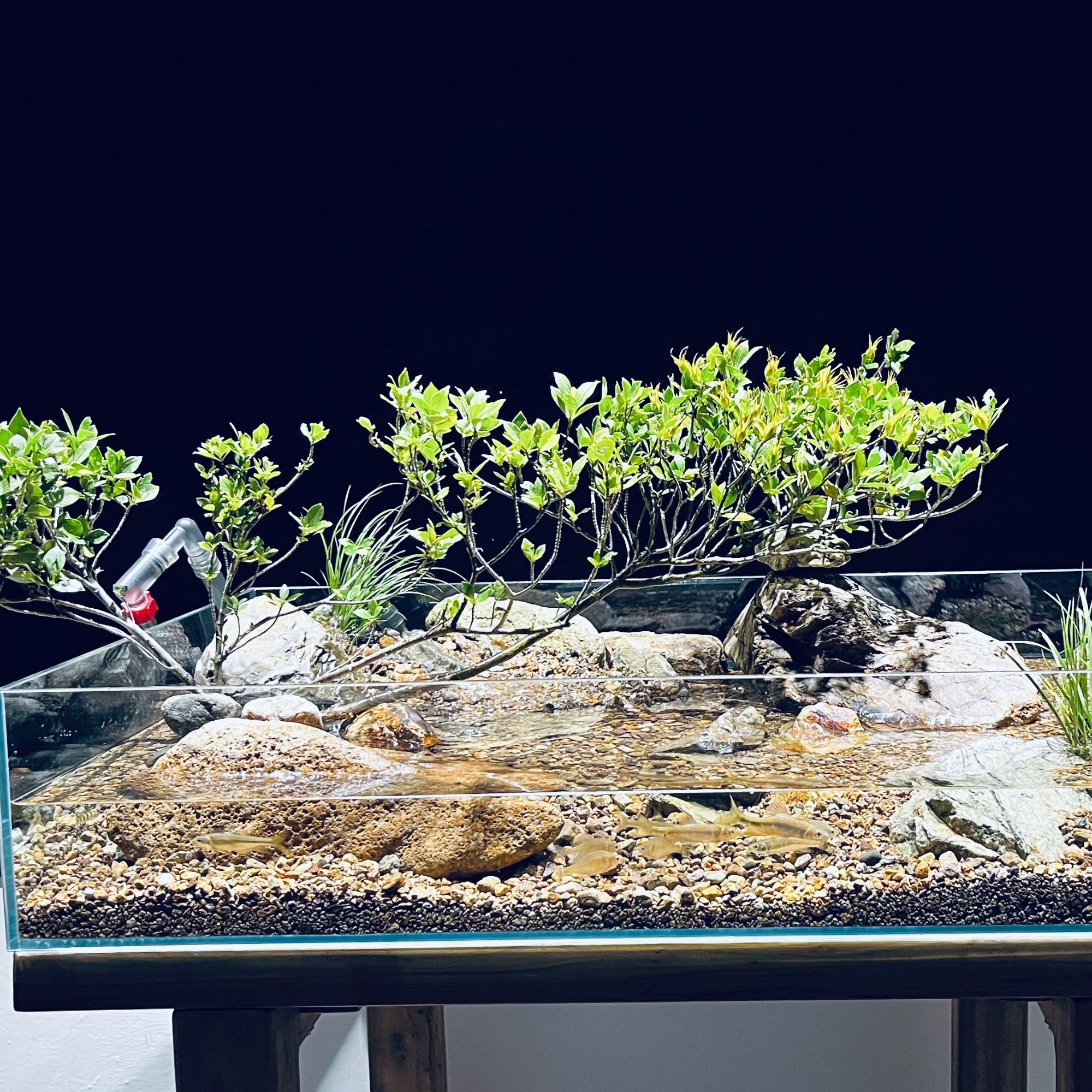 小叶水栀子花 水培 土培 沙培 鱼缸造景 包邮