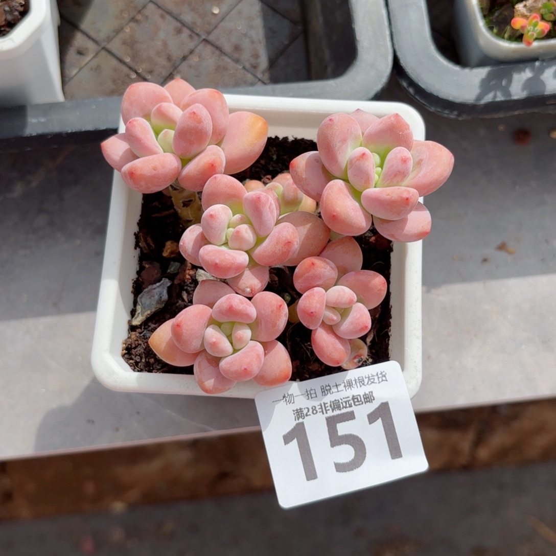 红洛神无盆土发货