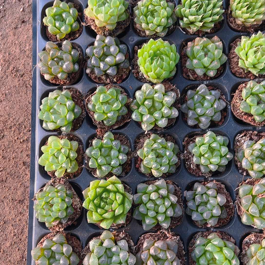 50孔玉露10颗随机带穴盘量拍