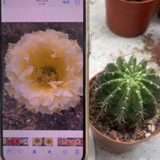 彩草黄牡丹6公分左右