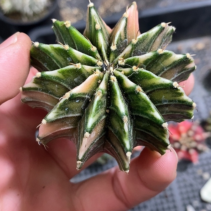 孤品实生散斑肋骨锦福利6.4cm