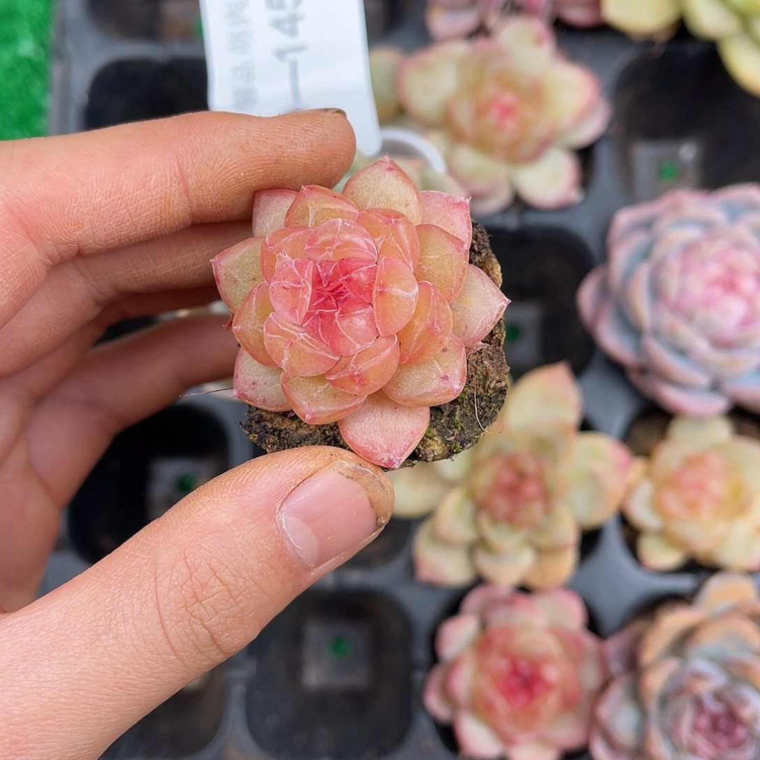 多肉一物一拍9-146