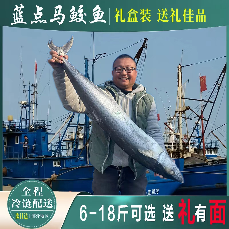 渤海湾特大蓝点雁鲅鱼燕尾大鲅鱼新鲜马鲛鱼6-18斤整条春节送礼装