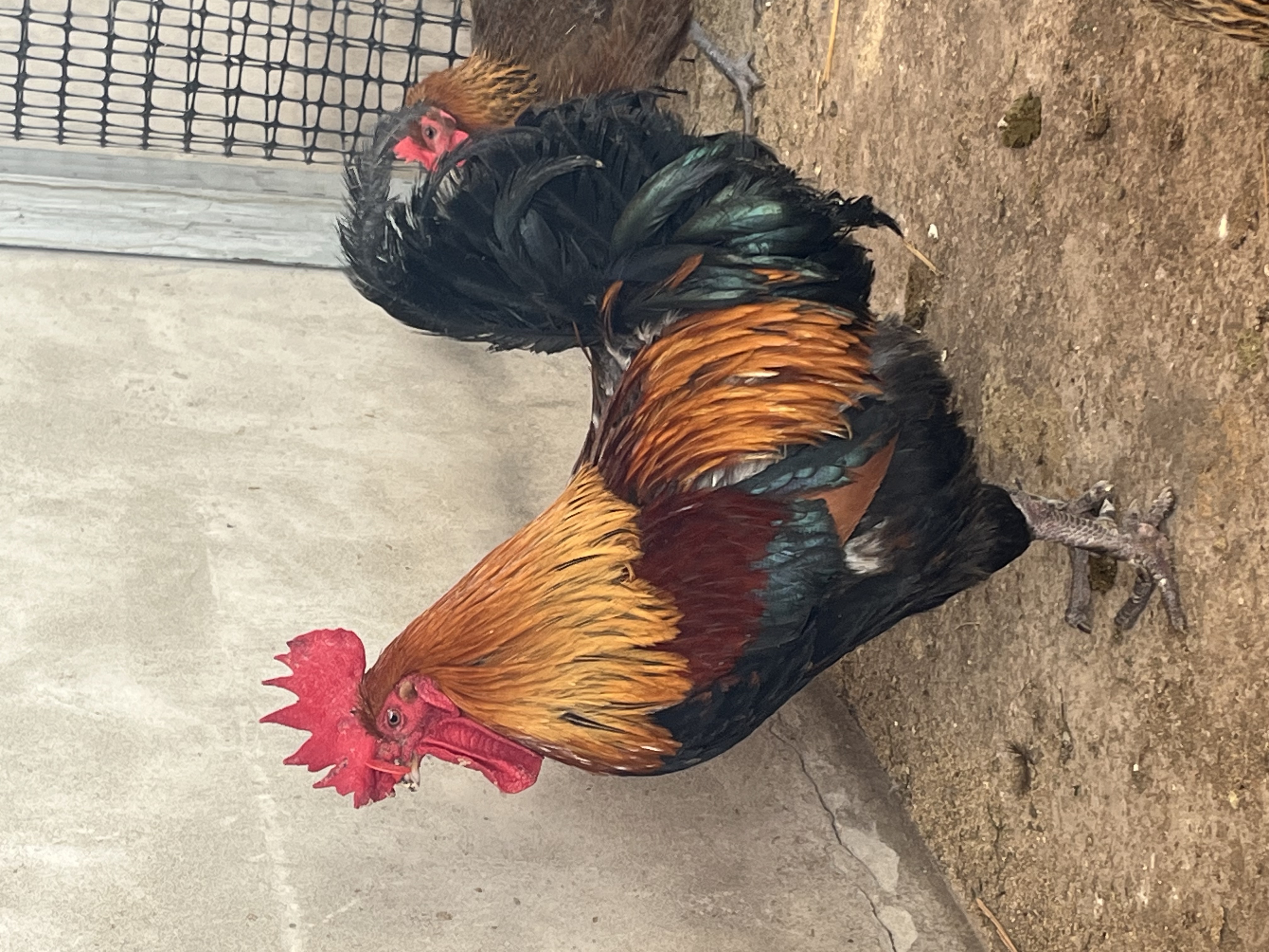 代买农村粮食公鸡