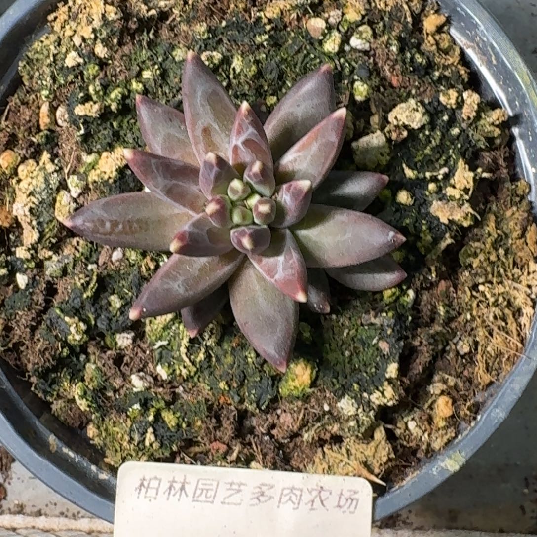 023 美人杂交 一物一拍