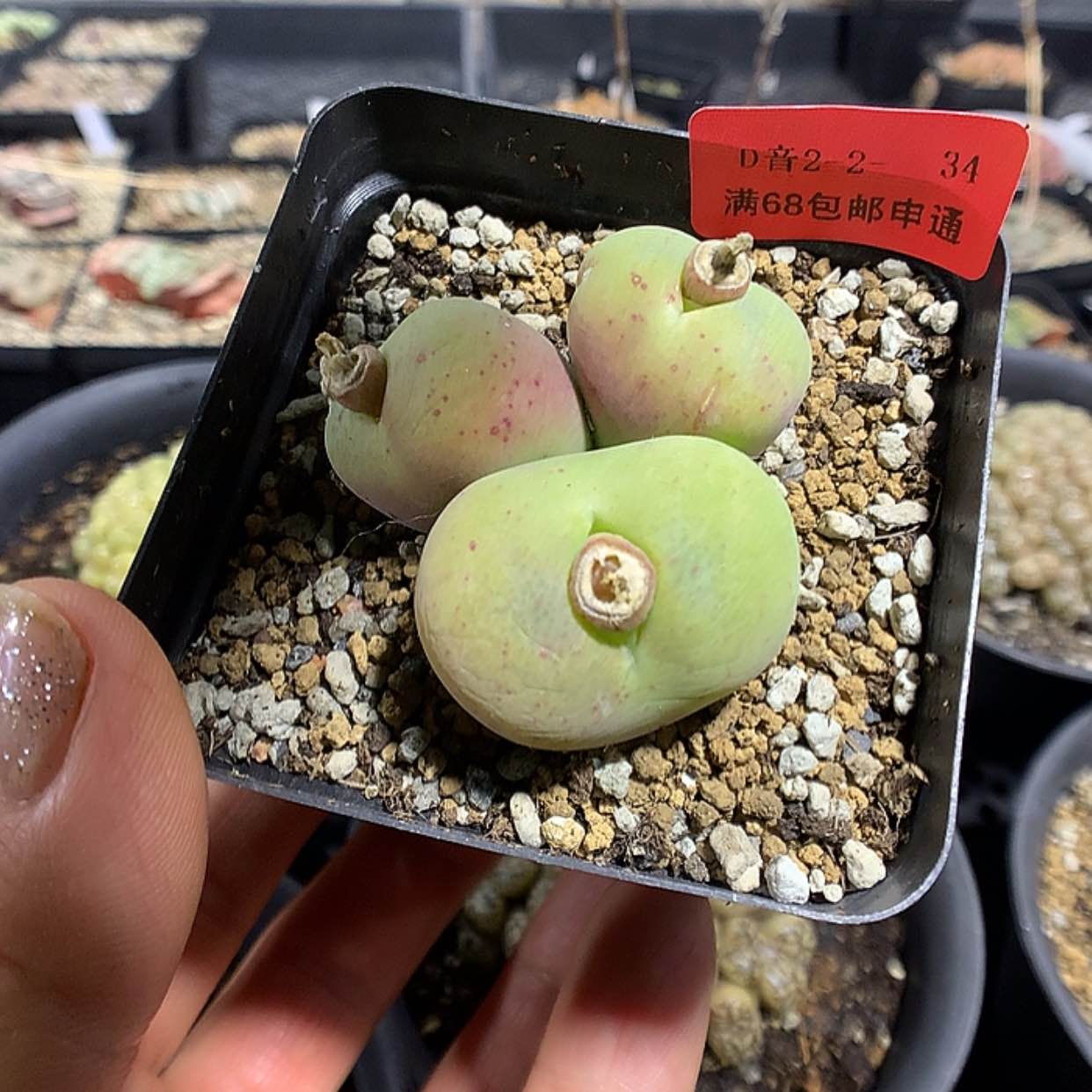 【闪购商品】2-2-34 瑕疵母本翠光 52