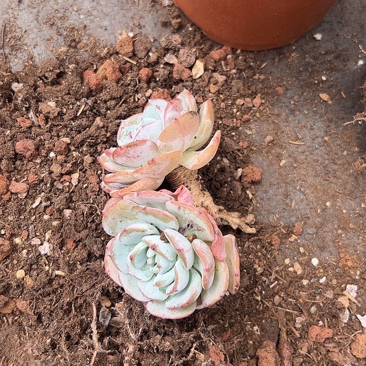 无花朵勃朗峰。           