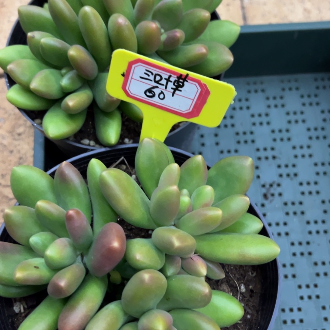 ****草我也没事啊你也是个，三叶草60