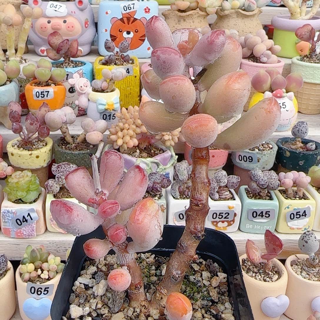 老桩福饼 盆口6cm