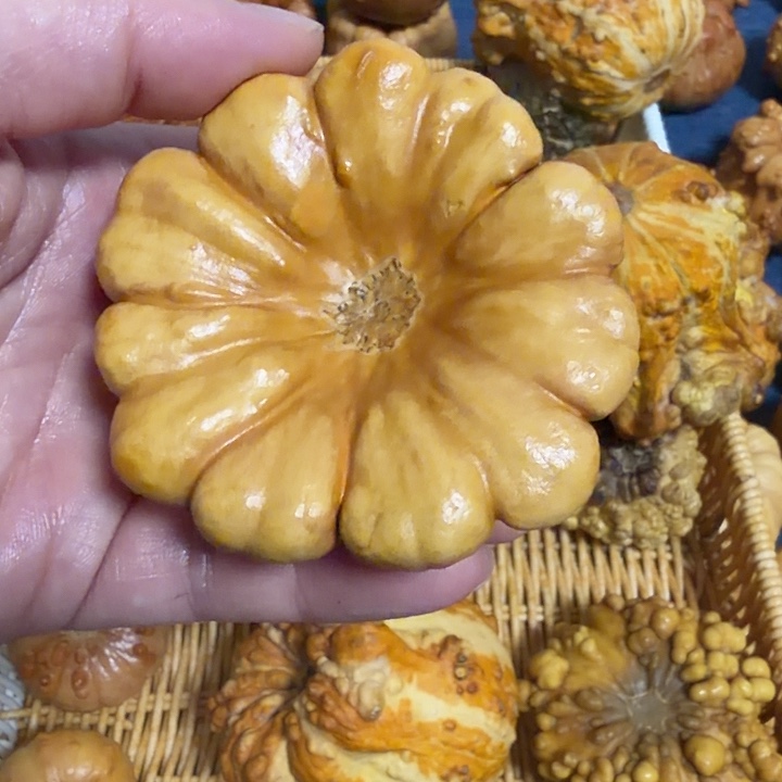 维***一墨西哥彩疙瘩葫芦瑕疵不退货