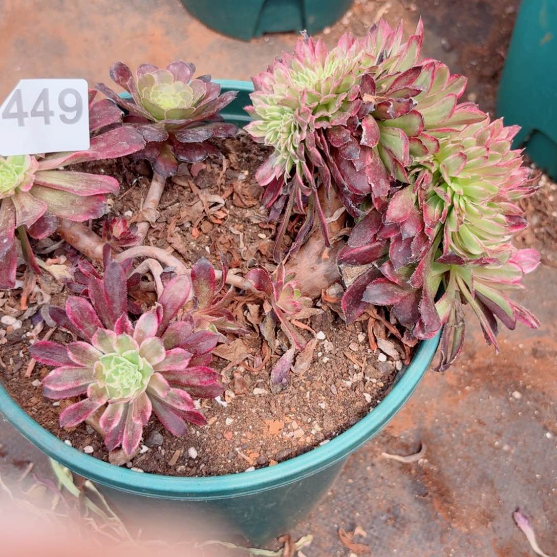 嗯449 号多肉法师特价不支持退货