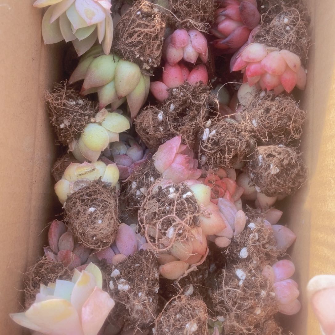 精品多肉植物保60