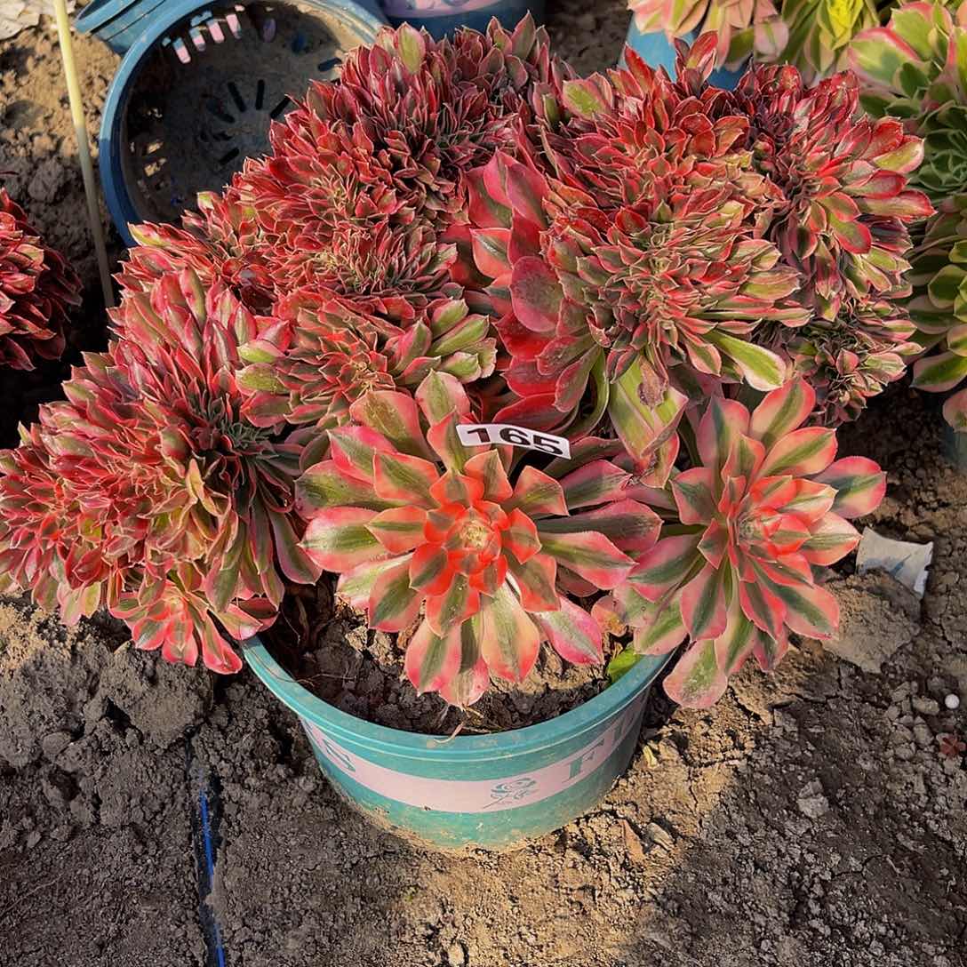 法师法师15-25包邮法师