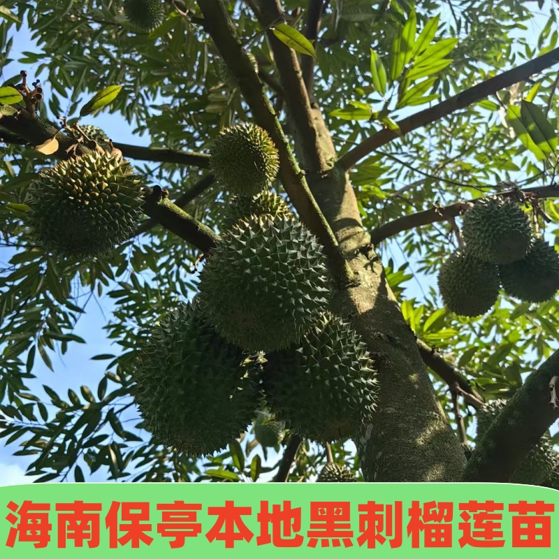 海南保亭本地黑刺榴莲果苗京东包邮