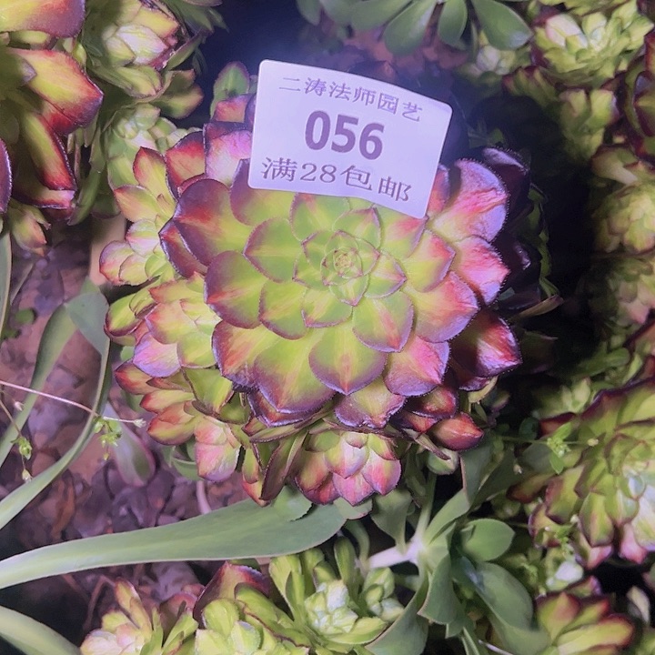 056嫁接海王七彩多肉无根