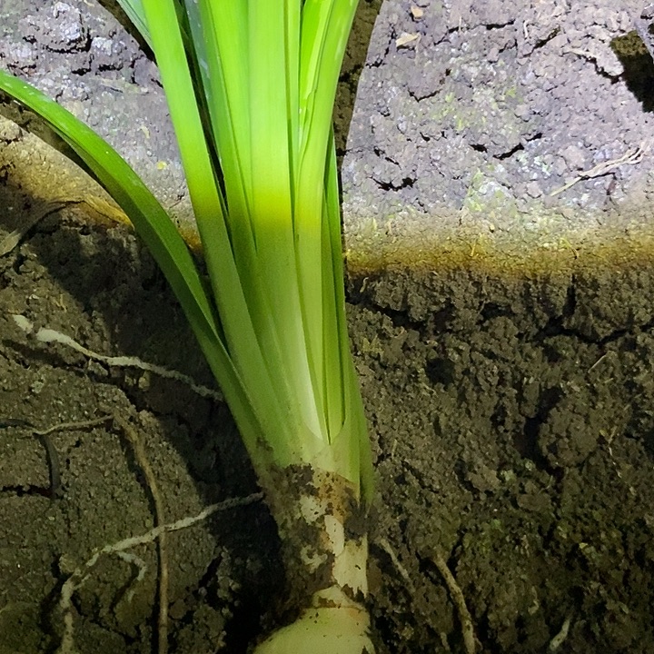 完全开放斯佳丽铃声。3.5➕