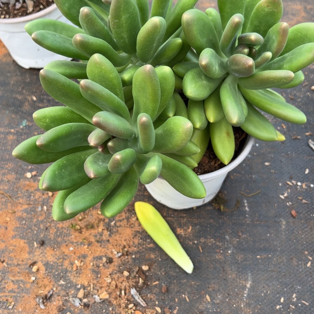 多肉植物伊丽莎白一个