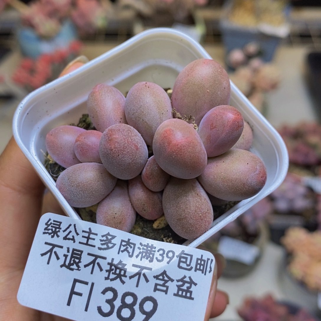 389糖果美人多肉3c m