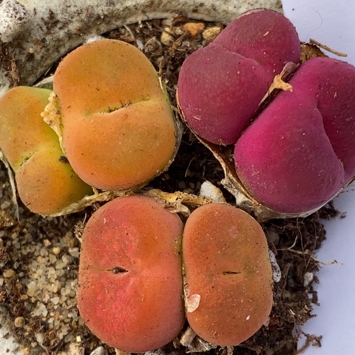 429一组一组一组