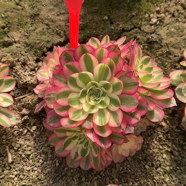 5-9荔枝多肉法师