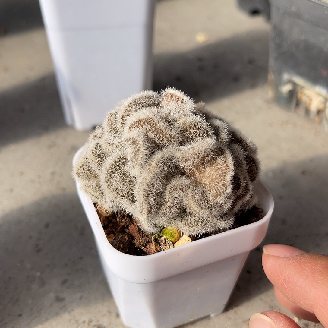 白莎女王缀化仙人球